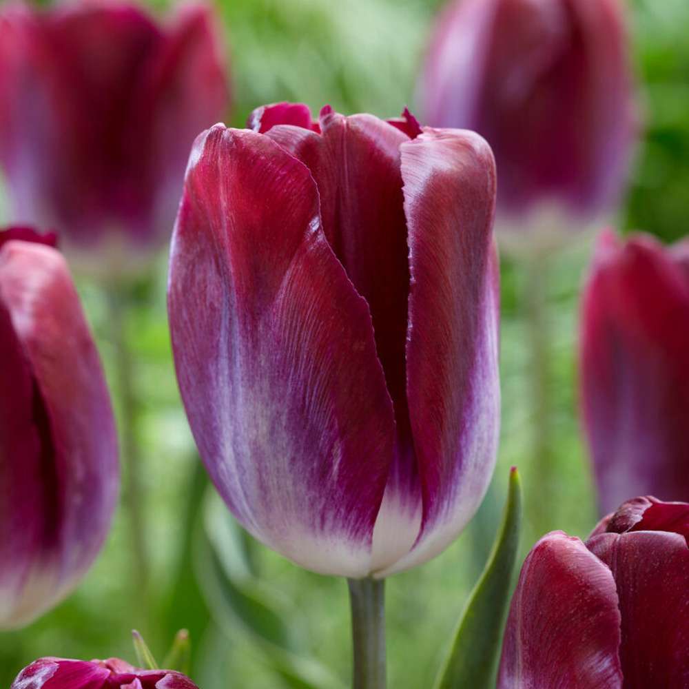 Tulipan 'Kansas Proud'